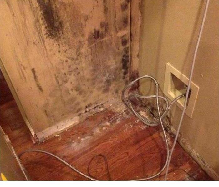 mold covered wall in a room with wood floors 