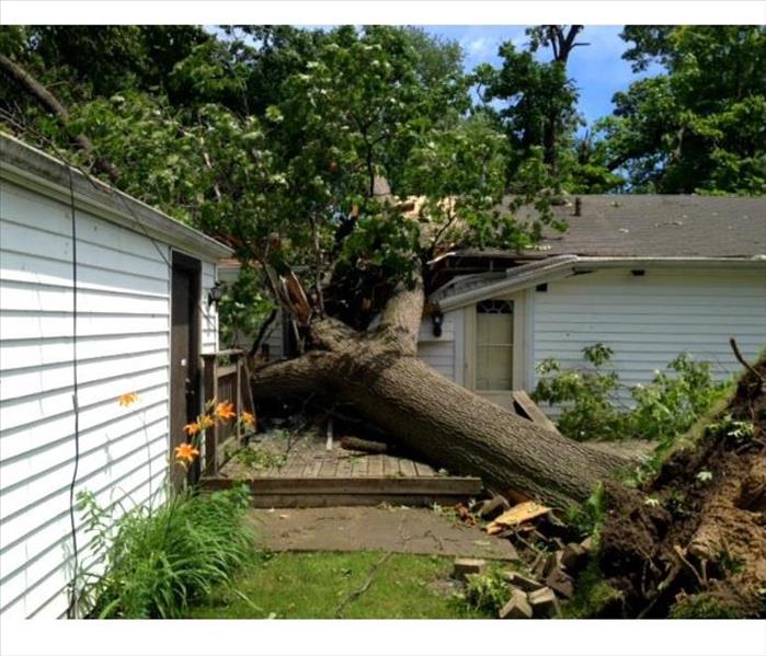 fallen tree on a home 